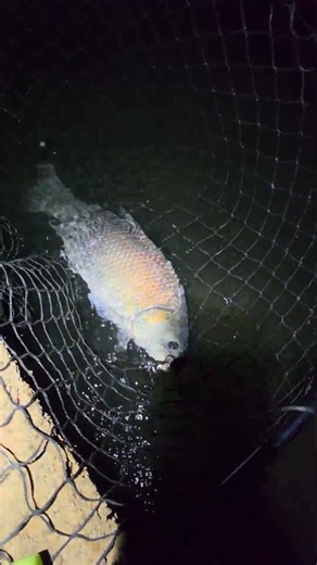 Thought it was a record bass until... #fishing