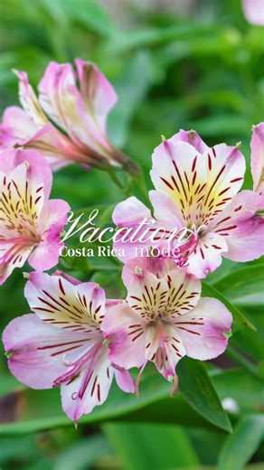 Check out this treehouse Airbnb! #costarica #beautiful #airbnb