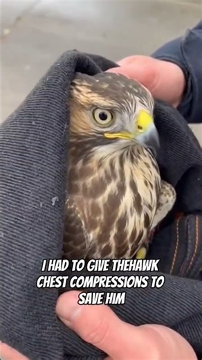 I Saved a Hawk From High-Voltage Wires #shorts