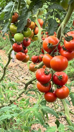 Tips and techniques for high quality tomatoes #tomato #farming #garden