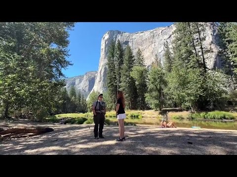 How Yosemite bear chasers keep the animals wild