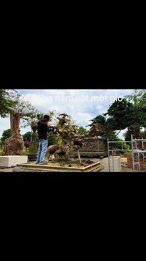 546 reactions · 14 shares | Nuôi ba năm cắt một giờ | Nguyen Hong Nam | Facebook