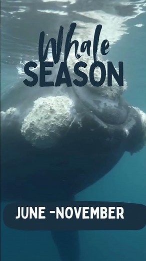 🐋 Whale Watching in Hermanus 2026 | Southern Right Whale Season South Africa
