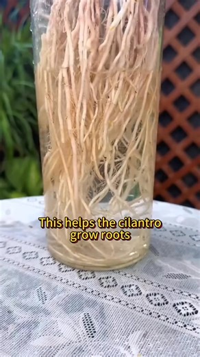 Free cilantro propagation #plant #garden #vegetables #propagation #cilantro | Farmer1