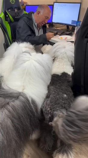 #oldenglishsheepdog | Old English Sheepdog Lovers