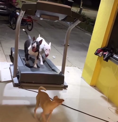 Adorable Bull Terrier Puppy Compilation