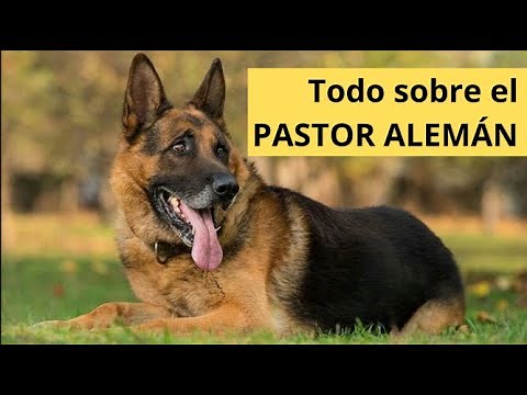 🐕 PASTOR ALEMÁN: Guía Completa de Cuidados, Entrenamiento y Características 🐾 | QuieroAMiPerro ❤️