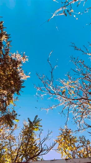 Tickets to my first Full-Band Performances are linked in my bio! Venmo: @Havilah-Plaster Please Include👇🏼 1. Name(s) 2. Location “Lighthouse” or “Waterwheel” 3. # of Ticket(s) Im so honored to share the stage with the beautiful people I’ve carefully crafted to both support me and join me! I hope you can join me in these special moments✨ • • • #liveperformance #liveshow #fullband #montereybay #sonora | Havilah Plaster