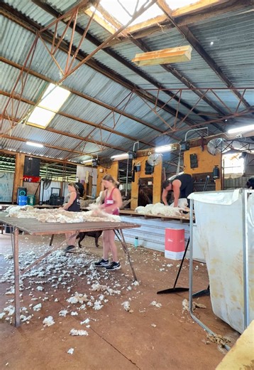 Speedy Sheep Shearing in Outback NSW