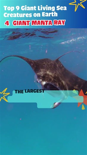Top 10 Giant Living Sea Creatures on Earth 2025 🐋 | Biggest Ocean Giants!