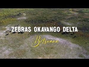 4K Drone Wildlife Videography: Zebras at Okavango Delta, Botswana | The Nature Project