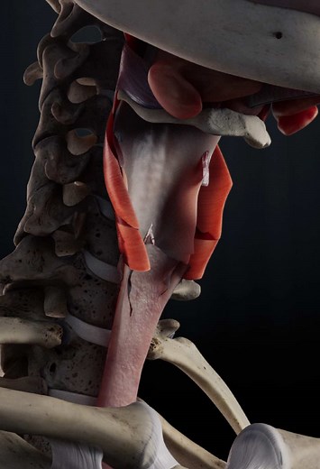 The hyoid bone—a solitary structure suspended by muscles and ligaments—floats freely, the only bone not articulating with others. It anchors speech, swallowing, and respiration. As food descends, the three pharyngeal constrictor muscles contract in sequence, guiding it down the esophagus with rhythmic precision. Meanwhile, salivary glands produce up to 1.5 liters of enzyme-rich saliva daily, essential for digestion. #science #medicalfacts #skeleton #throat #lookingthrough #themoreyaknow #stemedu