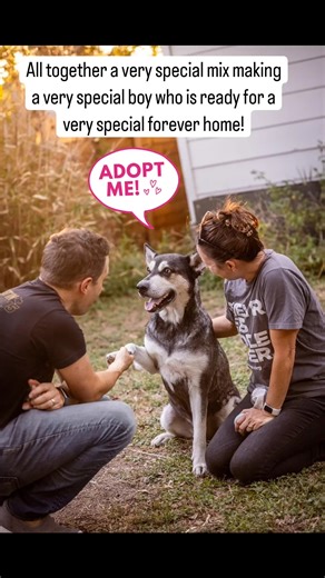 3 comments | 100% special beyond a shadow of a doubt ❤️ (available for adoption)  /IG @adoptthisdogatx | Embark Vet | Facebook