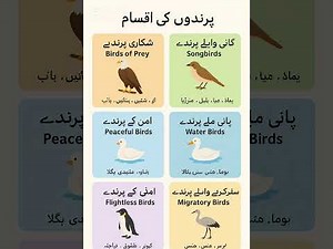 :“All About Birds | Complete Information on Birds and Their Types”
