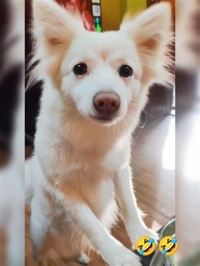 funny video #ytshorts #pet animal #dog #trendingshorts #viralshorts 🤣🤣