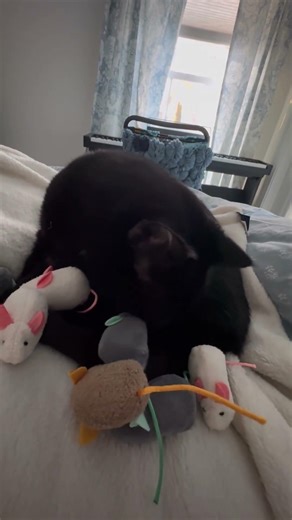 Shelly enjoys an early birthday gift #cat #birthday