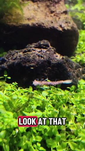 Alien predator growing up to eat me #fishtank #aquarium #aquascape