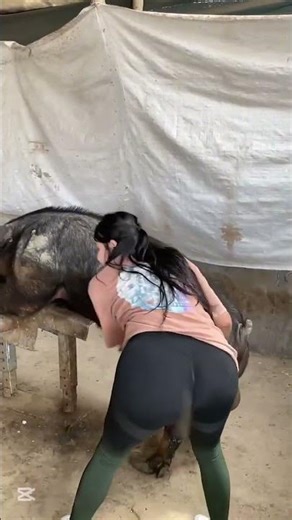 Inside a Pig Farm: Real Farm Life Experience #FarmLife #Pig #PigFeed