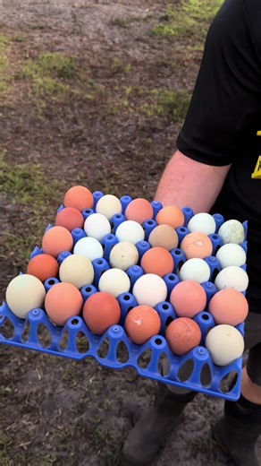 Collecting Colorful Eggs from Chicken Coops