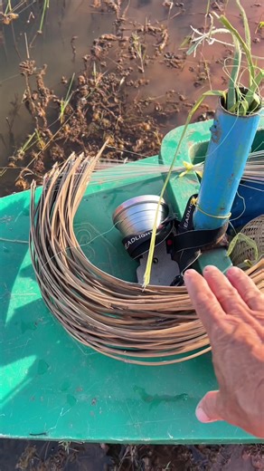 ใส่เบ็ดสำหรับเหยื่อแมงจีซอน: เทคนิคและประสบการณ์