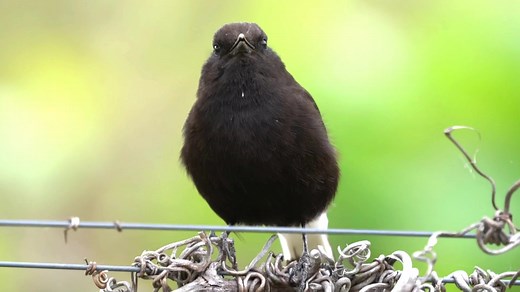 Black wheatear calling (Oenanthe leucura) Africa, Iberia. | BIRDS & Nature