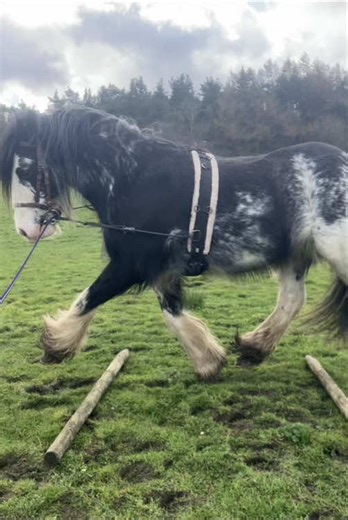 anyway he did some good lunging today i swear YOU JUST CANT SEE ANY OF IT 😭😭😡 was gonna edit up a full vlog but it’s not worth it with the shitty footage i got 😐😐 also for real started hailing/snowing for 5 minutes randomly??? if he looks angry i swear he’s not it was just really windy and he hates wind in his ears #equestrian #fyp #cob #blagdoncob #lunging