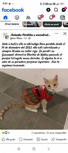 13 reactions | Caso externo!! Nos pueden publicar, se perdió en la Martha de toldos por el parque triángulo, desde diciembre, si sabes algo escribe por facebook a la cuenta gema Meza  https://www.facebook.com/share/p/grEtX8THsGkxZzo9/?mibextid=oFDknk | Adopción Animal Guayaquil - AG | Facebook