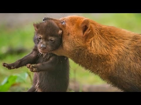 How This Mama Bush Dog Takes Care of Her Record-Breaking Litter