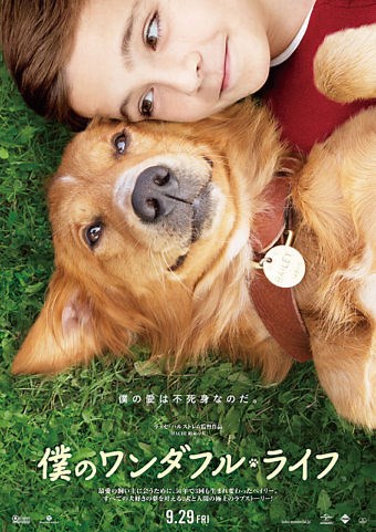 【ネタバレ】僕のワンダフルライフ｜あらすじ感想結末と評価解説。泣ける犬と人間の物語は名匠ラッセ・ハルストレム監督の真骨頂！