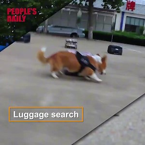 China's first police corgi Fu Zai "pawsed" his test to enter service. Well done! | Wang Wenbin Chinese Ambassador to the Kingdom of Cambodia 汪文斌