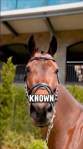 Morgan Horses Could Do ANYTHING (War, Farm, Race) #horse #horsebreeds #equestrianlife