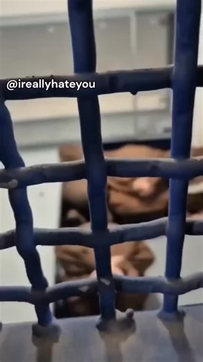 Jenna King on Instagram: "A shocking example of dehumanization and incitement, broadcast on Israeli television. In a segment on Channel 12, hosts Avri Gilad and Yair Cherki conducted what they called a “festive visit” to the “Ayalon Concentration Camp” (a complex that includes Ayalon Prison). During the visit, they met with Israel Prison Service (IPS) Commissioner Kobi Yaakobi. The report openly focused on the suffering of Palestinian security detainees, referred to derogatorily as “Nukhbas.” Gi