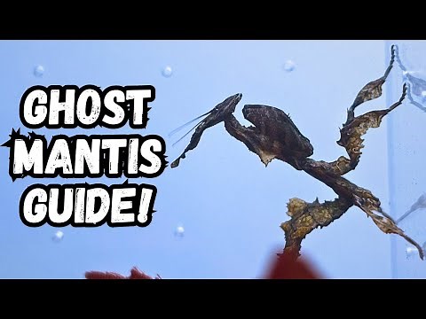Ghost Mantis Care Guide | Phyllocrania Paradoxa Guide | Spooderpods