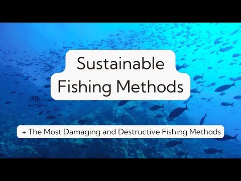 Sustainable Fishing Methods for a Healthier Marine Future + The Most Damaging Fishing Methods in Use