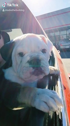 Hilarious English Bulldog Farting Compilation