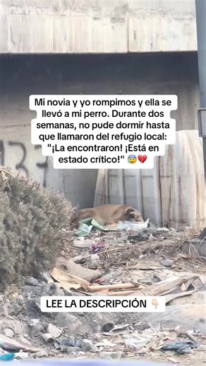 Dos semanas de infierno. Sin dormir. Llamando a refugios. A la policía. Nada. Luego, jueves. Llamada a las 8 a.m. 'Tenemos a su perro. Condición crítica. Será mejor que venga ahora.' Corriendo hacia allí. Rezando. 😭 Max en una jaula de oxígeno. No puede ponerse de pie. Apenas respira. '¿Qué le pasó?' 'Lo encontramos detrás del supermercado. Envolturas de chocolate por todas partes. Toxicidad por teobromina. Grave.' 😰 '¿Hace cuánto tiempo?' '¿Quizás 12 horas? Estaba convulsionando.' Mi ex hizo 