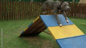pit bull dog going up and down the ramp while playing and practicing agility exercise in a dog park