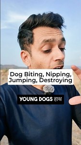 We see these issues with young dogs. They are not getting enough exercise and enough exposure they need. The pentup energy creates havoc in their mind which they release in biting, jumping, nipping or destroying. Please provide enough exercise and exposure to dogs consistently. | Oh My Dog
