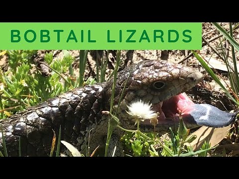 Bobtail Lizards, (Shinglebacks), extraordinary Australian lizard