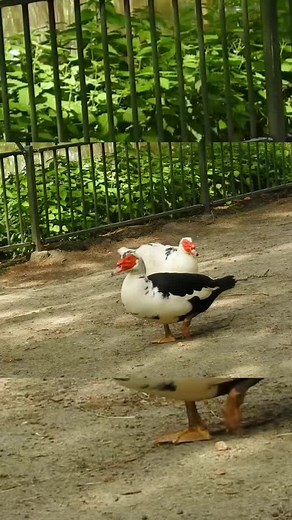 Sounds of Muscovy Duck - unusual sounds #shorts#muscovyduck