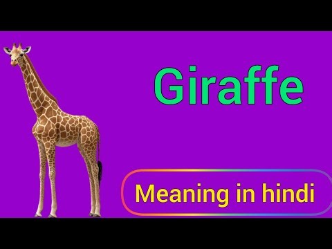 Hindi Meaning of Giraffe | Giraffe meaning in Hindi | Giraffe ka kya matlab hota hai |