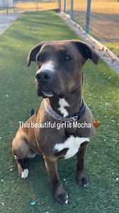 Mocha 🤎 | Pet of the Week Meet Mocha ~ one of our Pets of the Week through January 5. Mocha loves her time outside the kennel walls, especially when she gets to play with her best friend Bison (who’s also available for adoption). She enjoys peaceful walks on the trail and soaking up every bit of affection she can get. But her favorite thing? Being close. Getting love. Giving it right back. Mocha is 3 years old, spayed, current on vaccinations, and truly an all-around amazing girl with a heart a