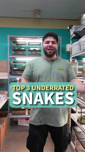 In our opinion, these are the top 3 most underrated snakes 👇 🤠🐽 Western Hognose Snake 🐷🏝️ Hog Island Boa 🇯🇵🐀 Japanese Rat Snake What snakes do you think are underrated? 👀 #snakelife #snakekeeper #petsnake #snakes #ratsnake