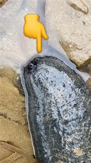 I Found a Black Sea Cucumber in a Tidal Pool #ocean #animals