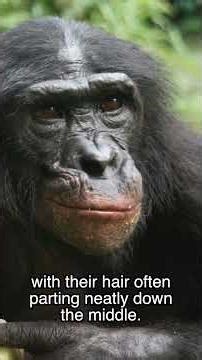 Chimpanzees vs Bonobos: What's the difference?