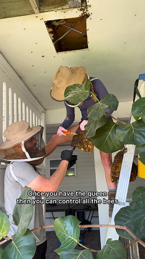 1.6M views · 21K reactions | Bee flexy | How’s Your Day Honey | Facebook