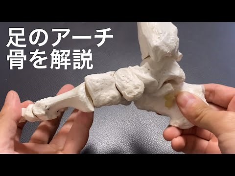 足のアーチの骨の解剖学を解説してみた