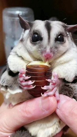 Cheese Bug Sugar Glider - Cute Pet Eating Experience