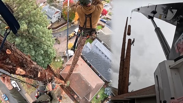 Risky Tree Removal of a Giant Redwood Between Homes