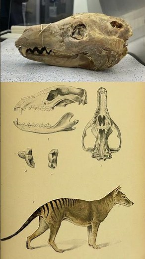 A 108 year old Tasmanian tiger Thylacinus cynocephalus skull with fragments of skin still attached